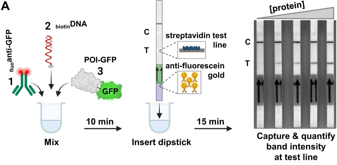 Diagram of a lateral flow assay visualizing the protein-DNA interactions, showing sample mixing, dipstick insertion, and band intensity quantification.