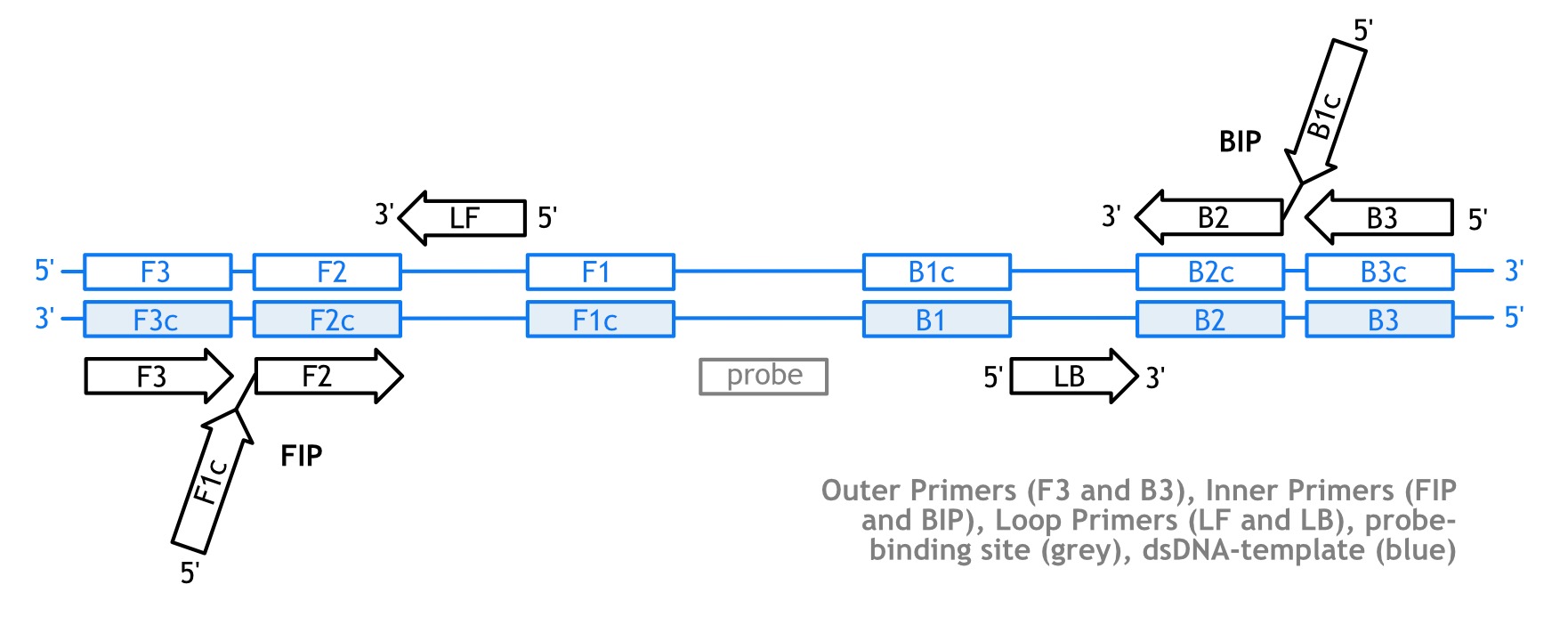 Figure 3. Standard Arrangement of Primers (and probe) for LAMP