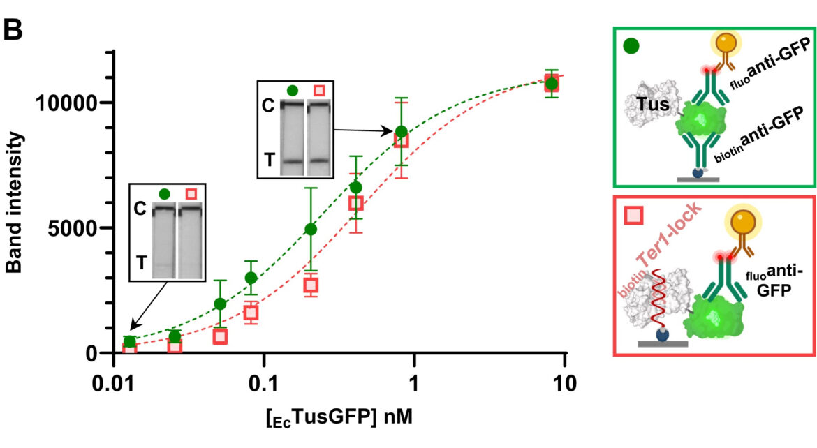 Dose-response curve comparing band intensity of two molecular configurations across protein concentrations, with schematics of the binding assays.