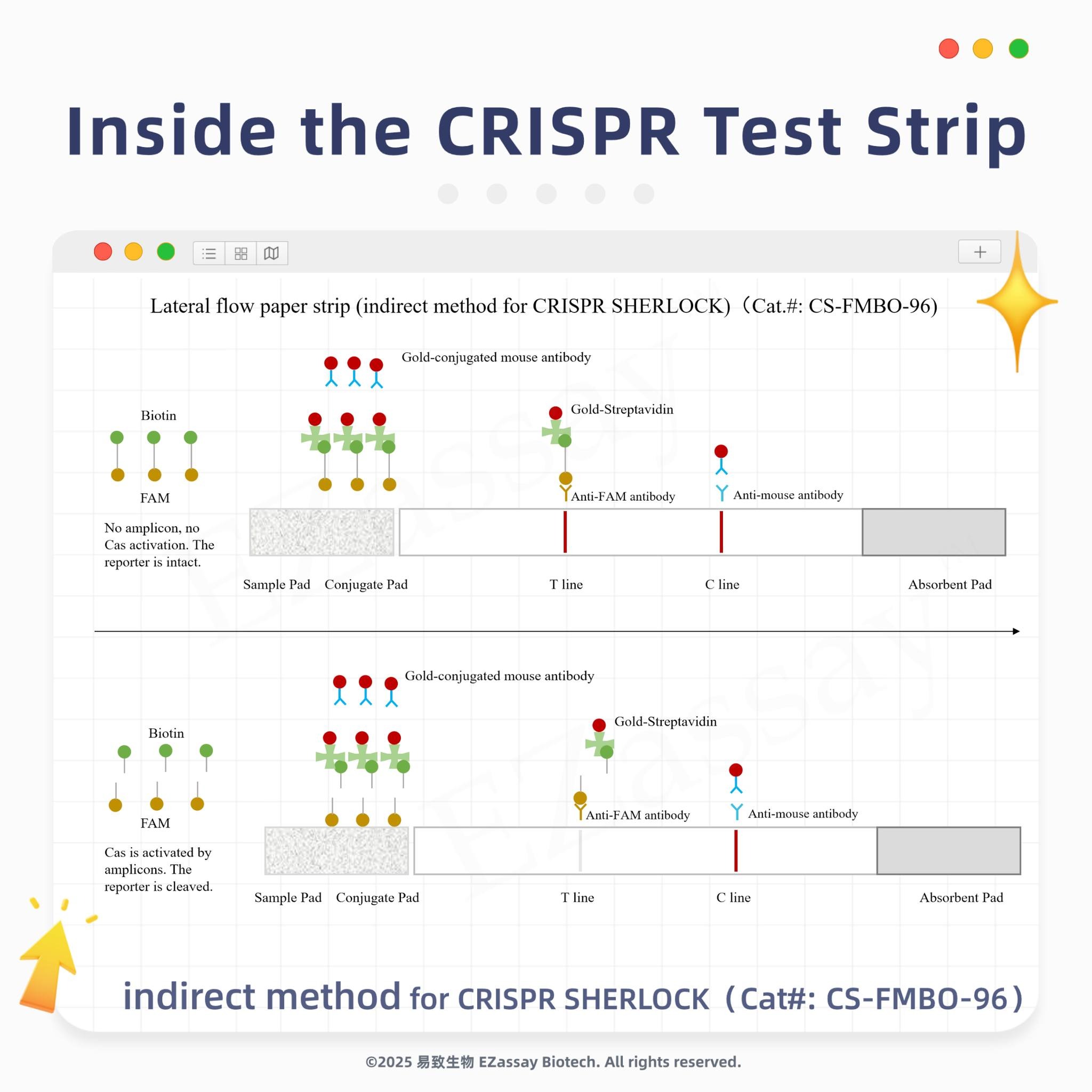 문구: 'Inside the CRISPR Test Strip Lateral flow paper strip (indirect method for CRISPR SHERLOCK) (Cat.#: CS-FMBO-96) Bicen Gold conjugated ToTue ztibocy FAM Gal:l-SIneplavidin No splieno mplicoo. activatioe The +mnll. mihoul: SamploP Anli-minin: intinidy Conjugae Pad Tline lime Bickin Gold oajagated iouse antibedy Absorbent Pad LARI Gald-Strepteradia Cisactivaned b mplia:.Tie reponeri cleaved. Anli-FAManhinly Sumple Pad Cenjugade Pad Amti-macnz ntikity Tline Cline Abserbent ad indirect method for CRISPR SHERLOCK (Cat#: CS-FMBO-96) ®2025 易致生物 EZassay Biotech. 253EzasayBit. AlL rights reserved.'의 이미지일 수 있음
