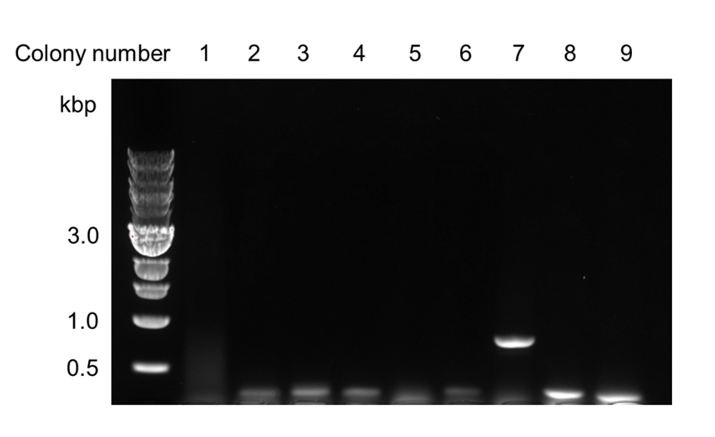 Figure 3. Colony PCR to confirm cloning of the A2 allele of CSN2 exon 7.  The A2 allele of exon 7 was synthesized and then cloned into pSB1C3. E. coli DH5α were transformed with the constructs and colony PCR was performed to confirm presence of the insert 
