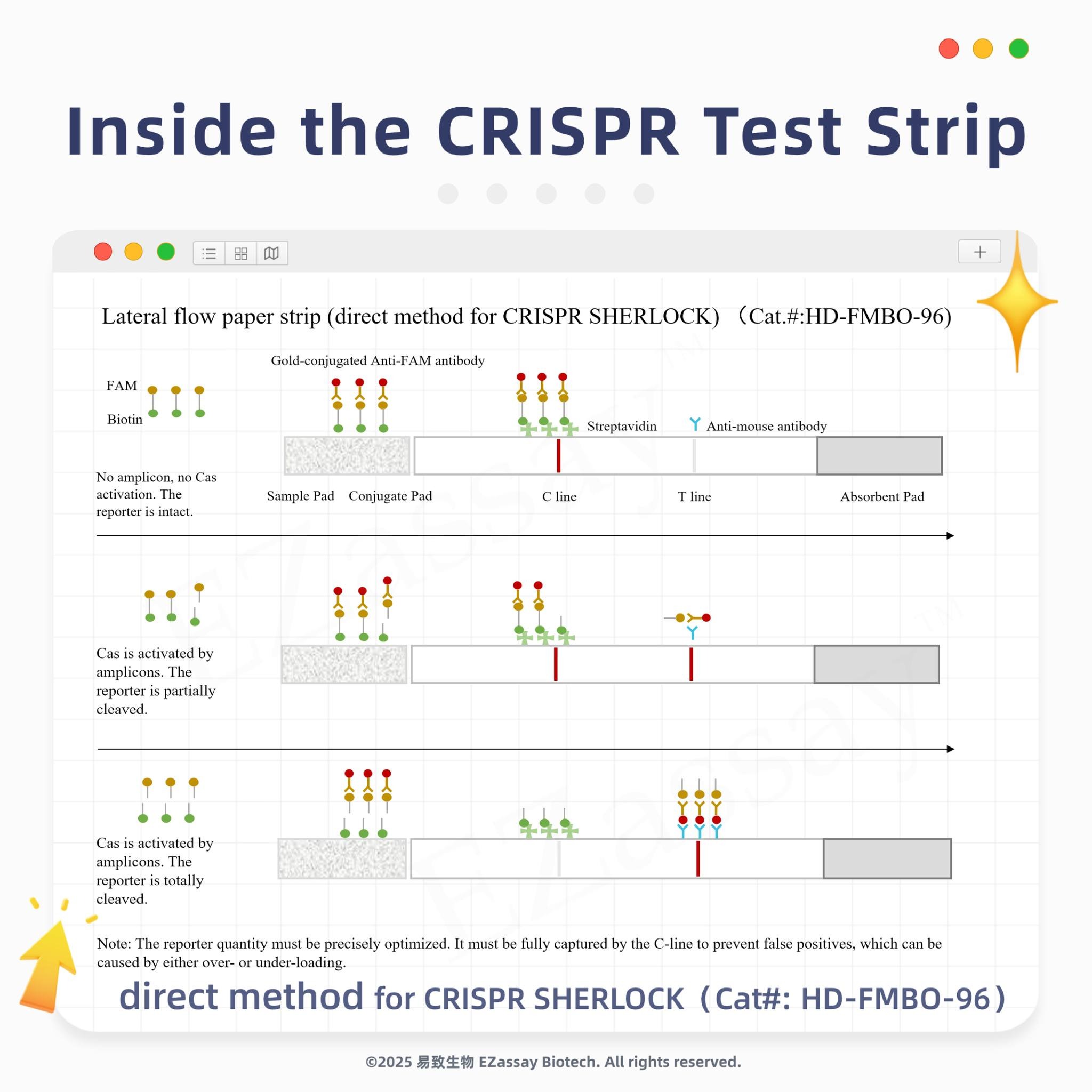 문구: 'Inside the CRISPR Test Strip FAM Latcral flow paper strip (direct method for CRISPR SHERLOCK) (Cat.t:HD-FMBO-96) Gold-conjuganed - Bitin antibedy zmplizen, Lis Rprr ম 없이고시, Suepizvidia Sample euoTe Pad antibedy Clin: line Absarten Paxl Cab aclivaled by implicons. The parialy Cas activatedby by amplicans นานกไ. he istotally เีนยวย่. 牛タ年 แ Note: hen quantity must pracisely aprimized. eed brover-o Ser-ar eakir-lealing direct method for CRISPR SHERLOCK (Cat#: HD-FMBO-96) fally ន្នាៅ th the -line tp prevent False pasitives, which ©2025 易致生物 Biotech. AlL rights reserved.'의 이미지일 수 있음