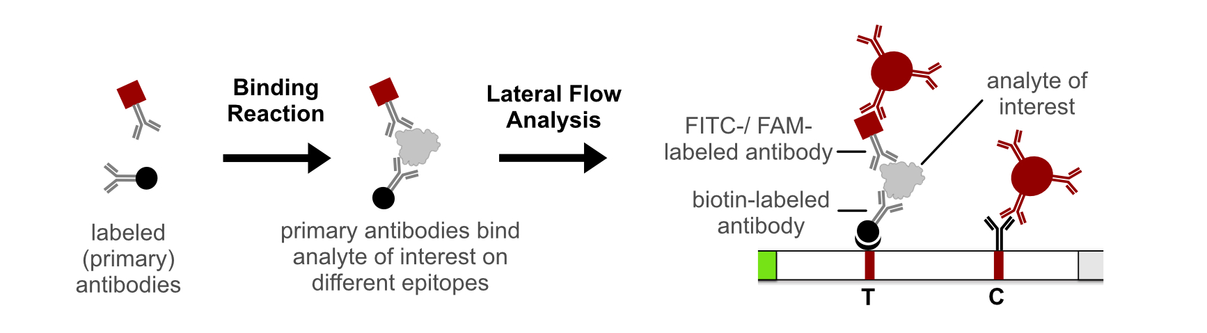 non-competetive Sandwich Lateral Flow Immunoassay