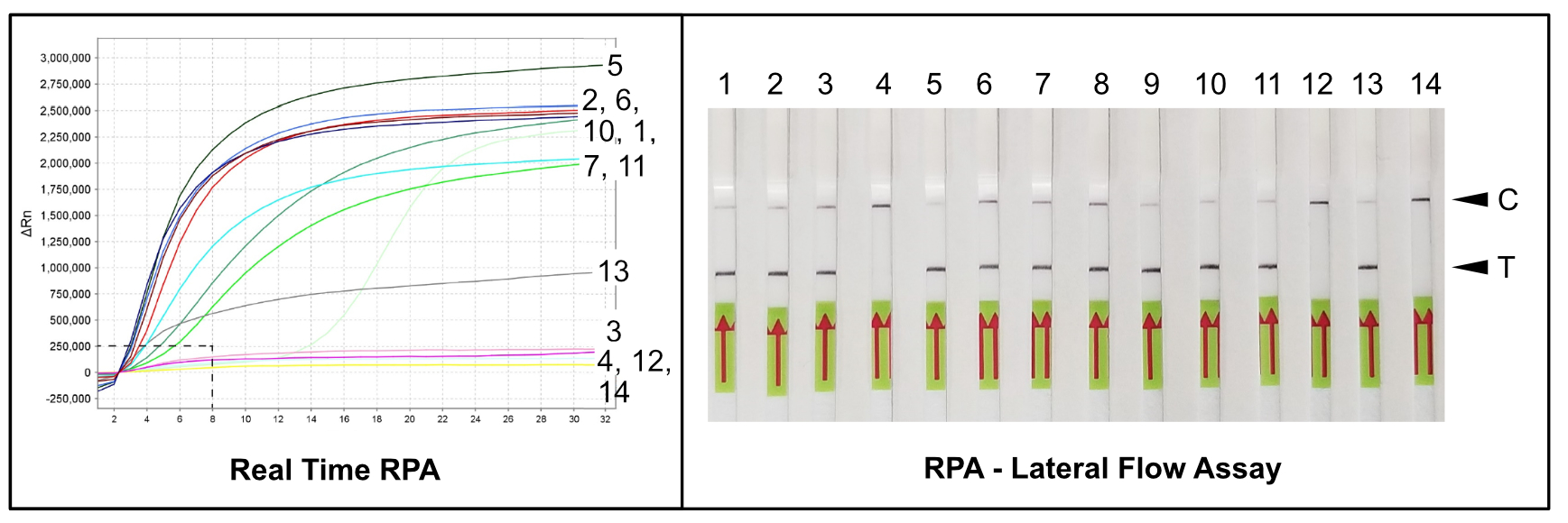 RPA-Lateral Flow Assay - Detection of plant pathogen M. hapla