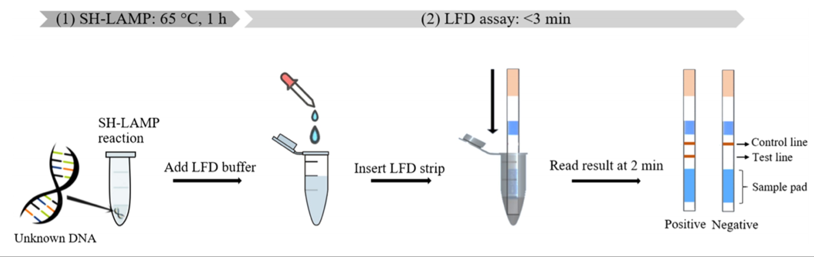 Figure 6. Workflow of LAMP-LFA using inLAMP-Hybridization