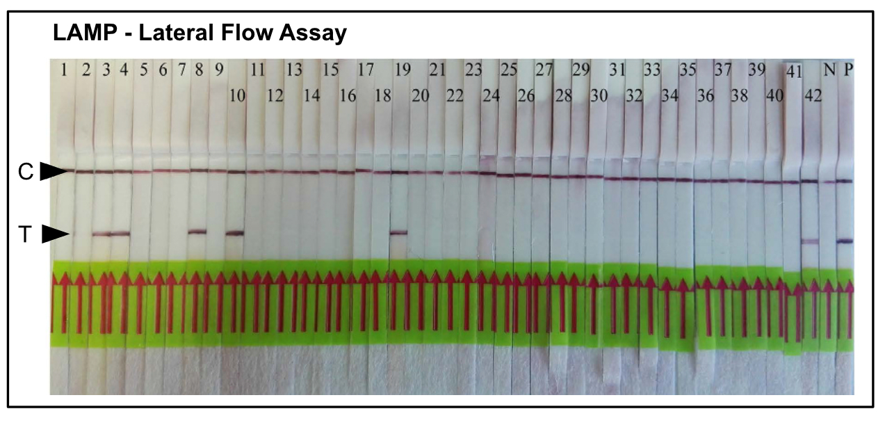 LAMP Lateral Flow Assay - Detection of Root-Knot Nematode