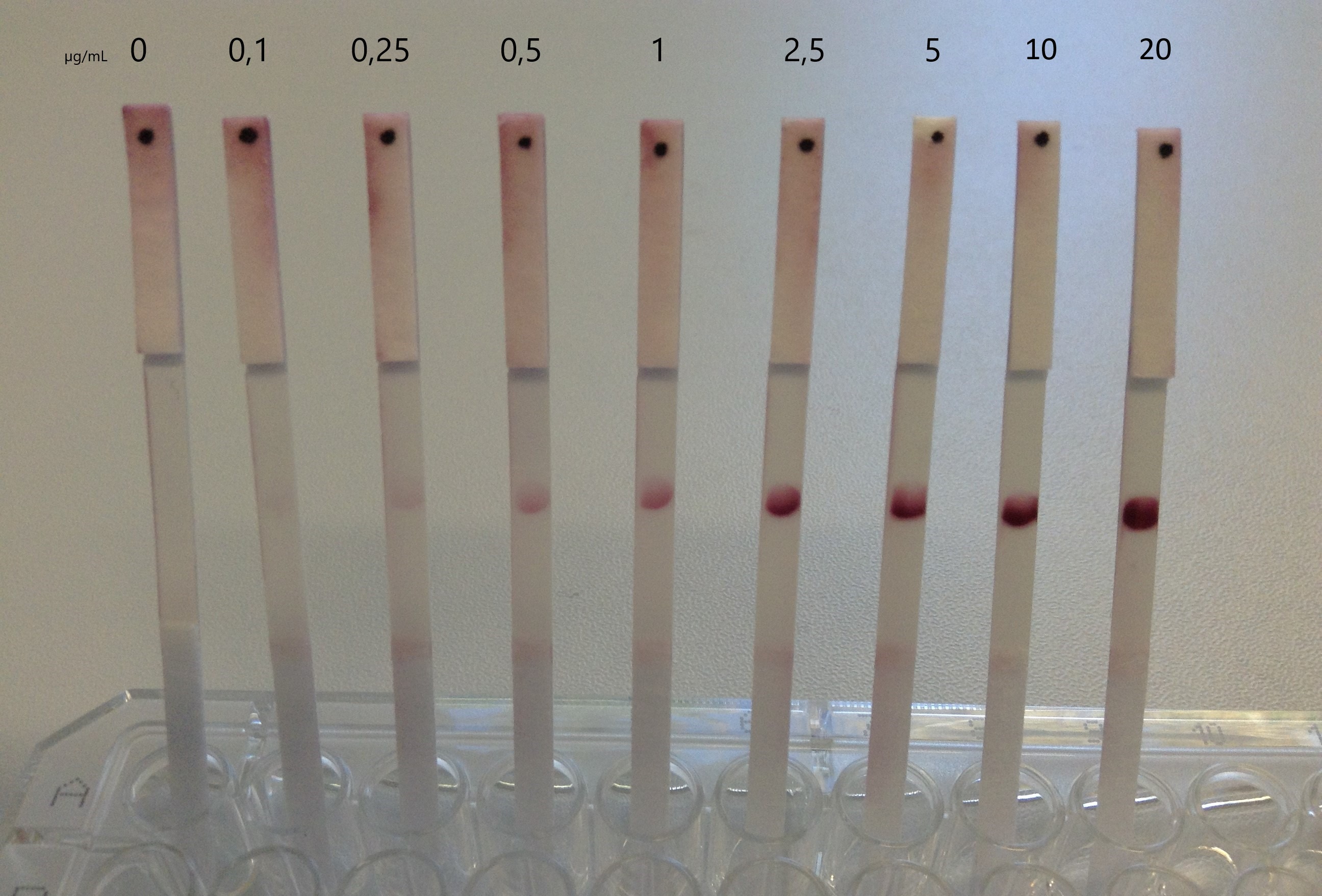 Detection of a HA-Tag specific antibody at several antibody concentrations