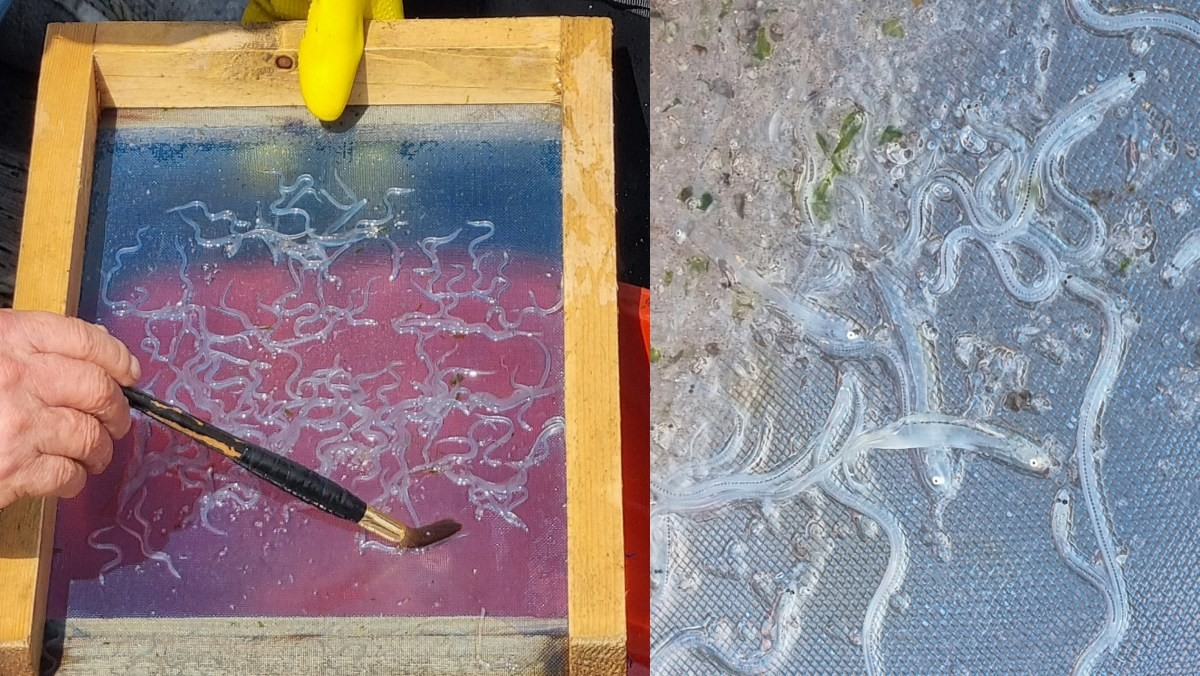 극동산 실뱀장어 어획(채포) 모습 / 국립수산과학원 제공