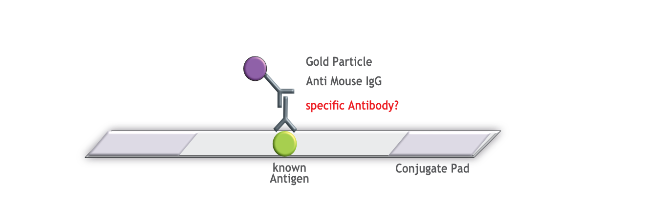 Rapid Antibody Detection Test on ProteinDetect dipstick