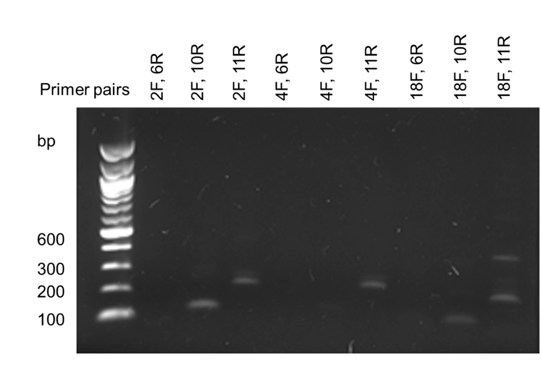 Figure 5. RPA primer pair optimization.  Combinations of forward and reverse RPA primers were used to perform RPA on A2 exon 7 positive control DNA. RPA products were subjected to agarose gel electrophoresis.