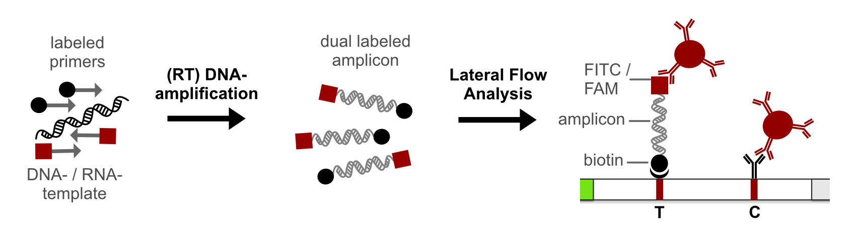 DNA-Amplification Lateral Flow Strategy