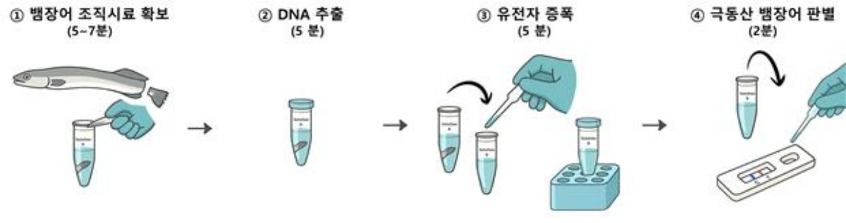 뱀장어 신속 판별 키트 사용 방법 / 국립수산과학원 제공