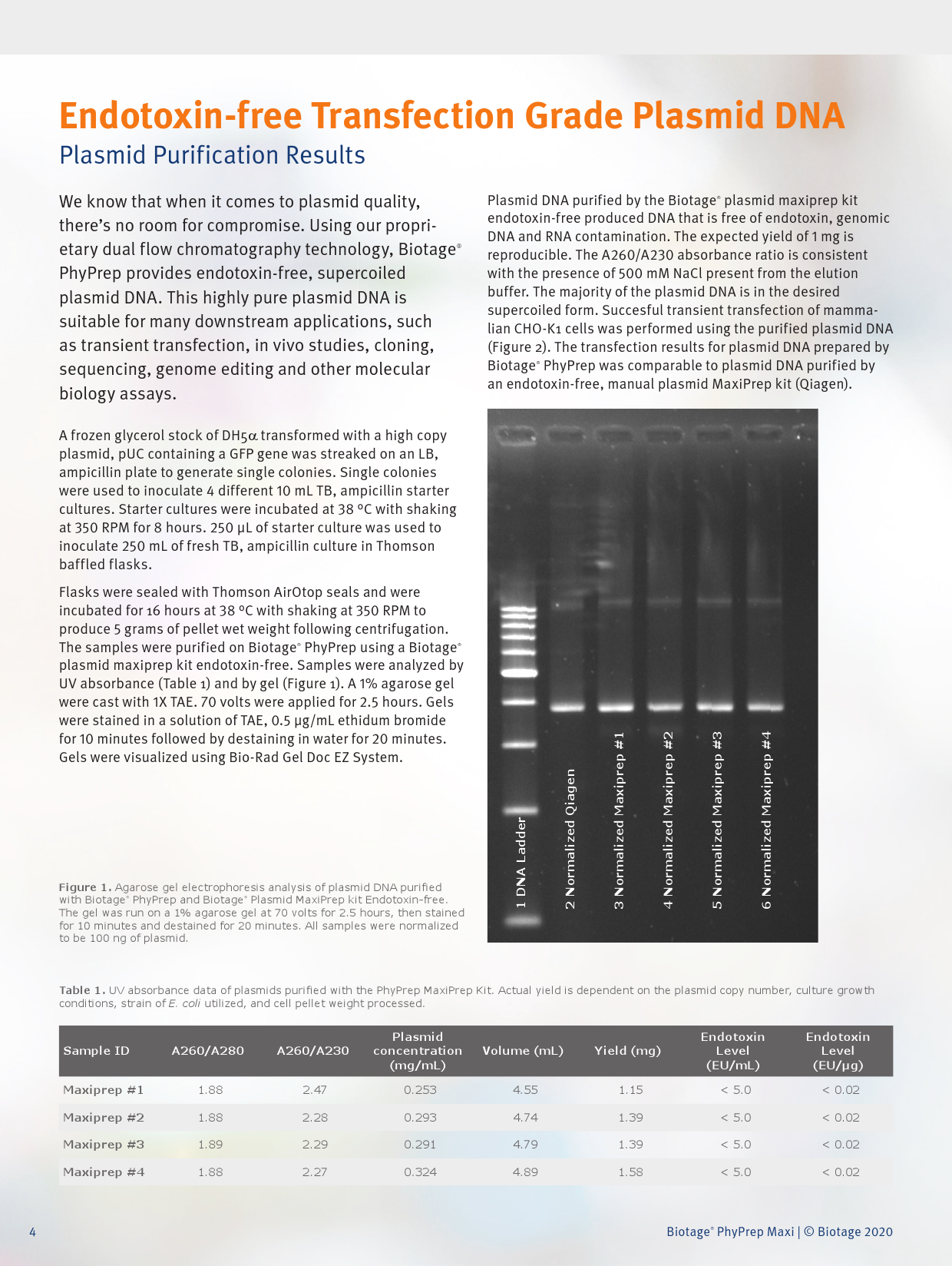 Phyprep Maxi Endotoxin Free Transfection Grade Plasmid Maxiprep Fully Automated Endotoxin