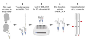 Workflow SHERLOCK for SARS-CoV-2 Detection
