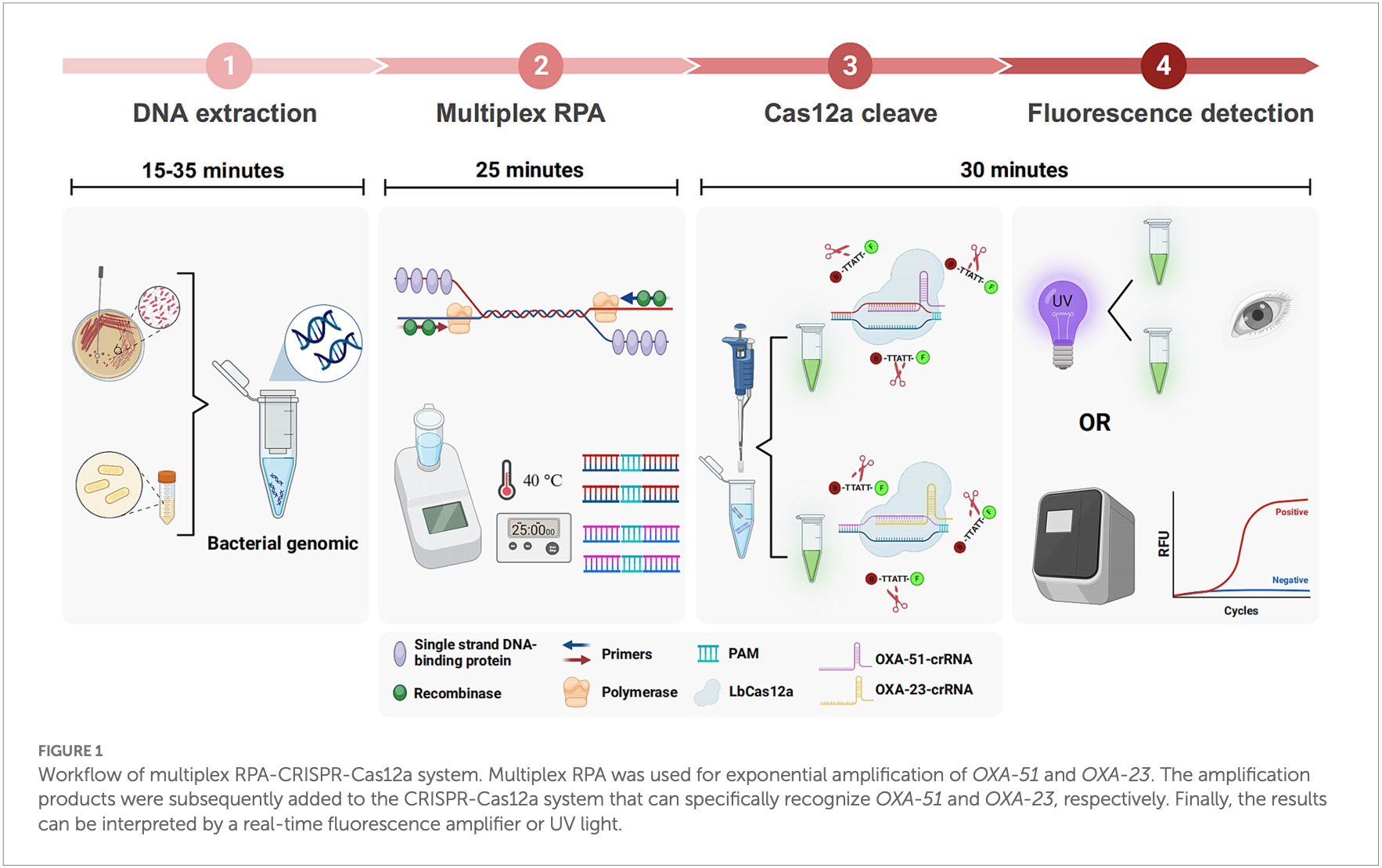 A multiplex RPA coupled with CRISPR-Cas12a system for rapid and cost ...