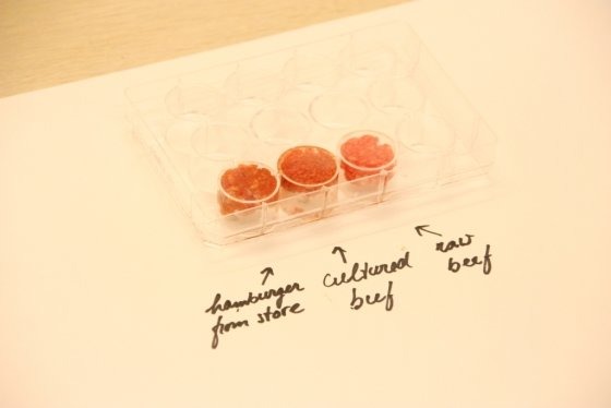 2013년 네덜란드 마스트리흐트대학의 마크 포스트 교수가 최초로 소 배양육을 만들었다. 실제 시판되는 햄버거 패티와 생 소고기, 배양육을 나란히 놓고 비교하는 모습. /사진=AFP