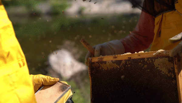 ce8343b2895c0.gif