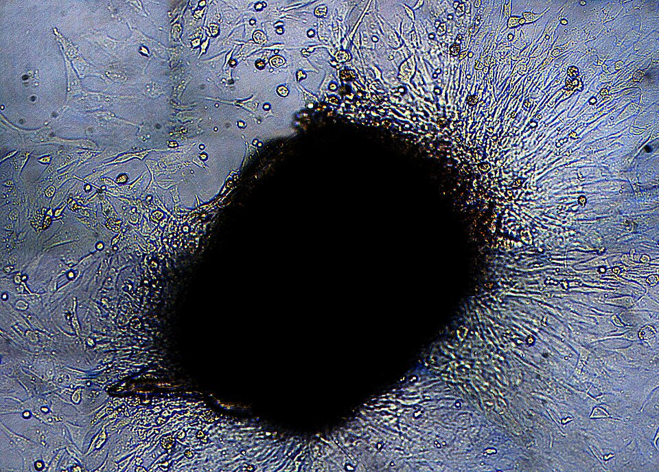 e8112800b2aac.jpg
