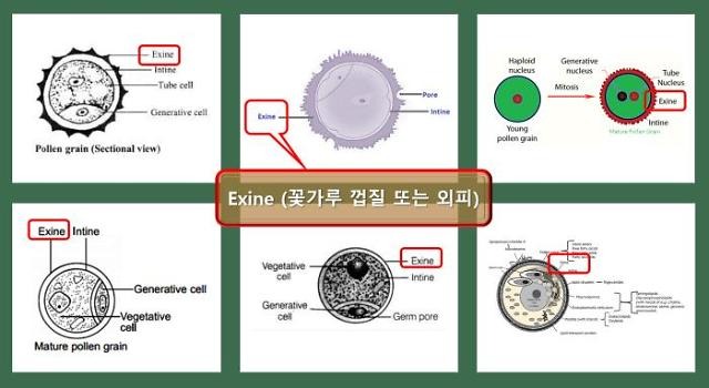 꽃가루 외피세포벽 ‘Exine’. 꽃가루 영양분들은 단단한 Exine 안에 있다[사진=비센바이오 제공]