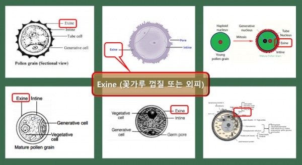 꽃가루 외피세포벽 ‘Exine’. 꽃가루 영양분들은 단단한 Exine 안에 있다[사진=비센 바이오 제공]