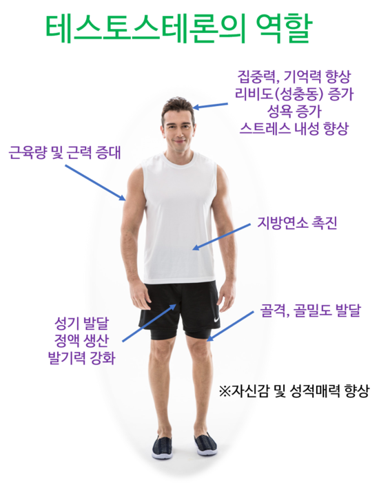 남자의 연료 '테스토스테론' : 블리스 컬리지