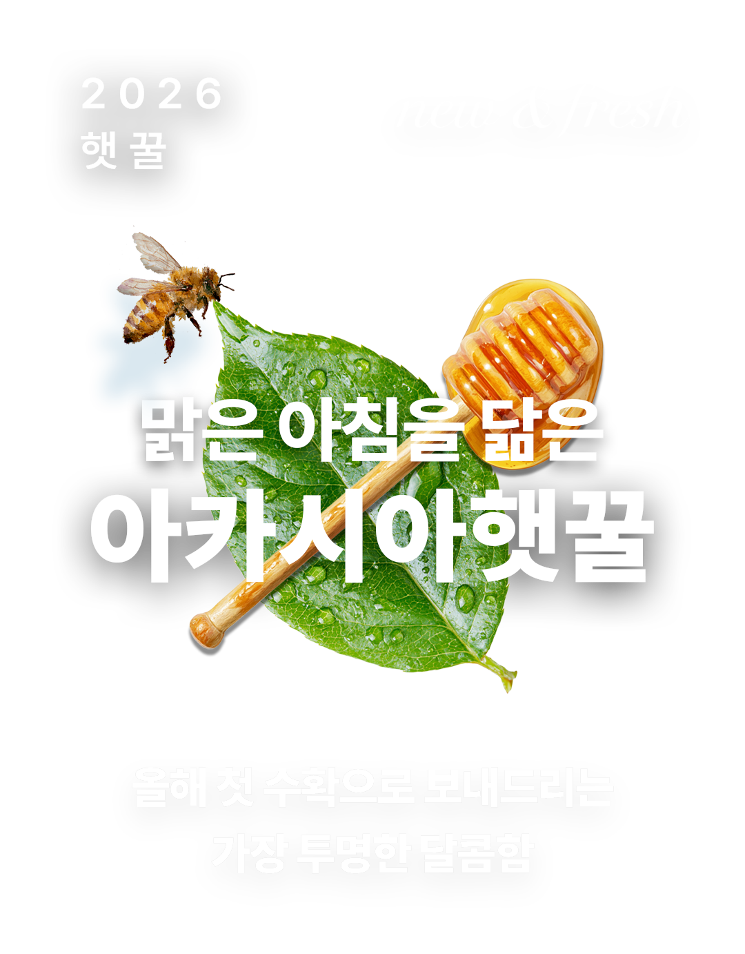 2026년 아카시아 햇꿀 입고 | 올해 첫 수확으로 보내드리는 가장 투명한 달콤함