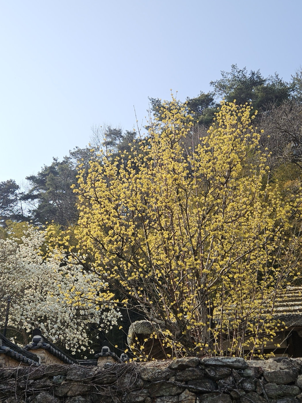 b5218350da8c6.png