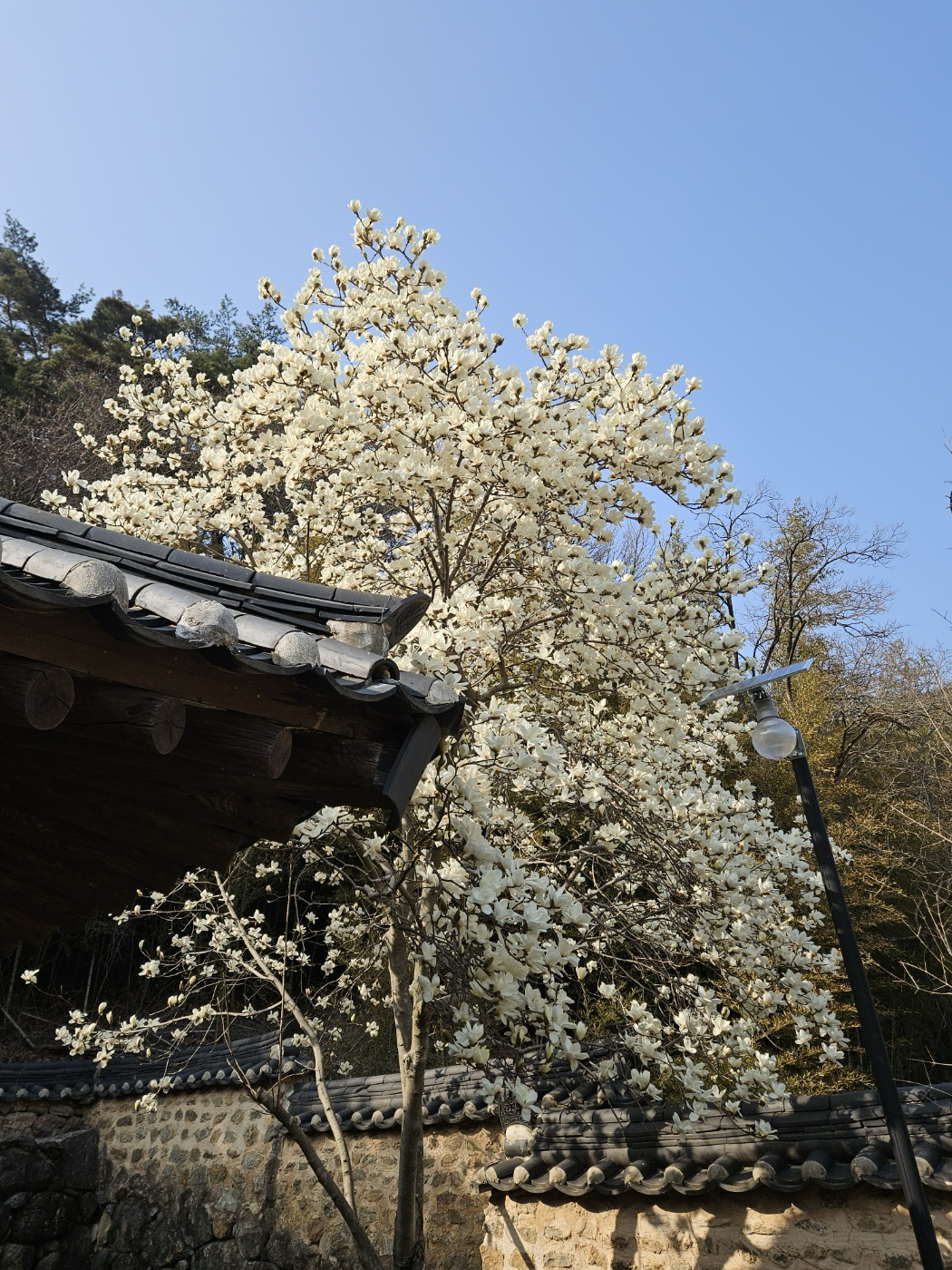 b88992d87c0f9.png