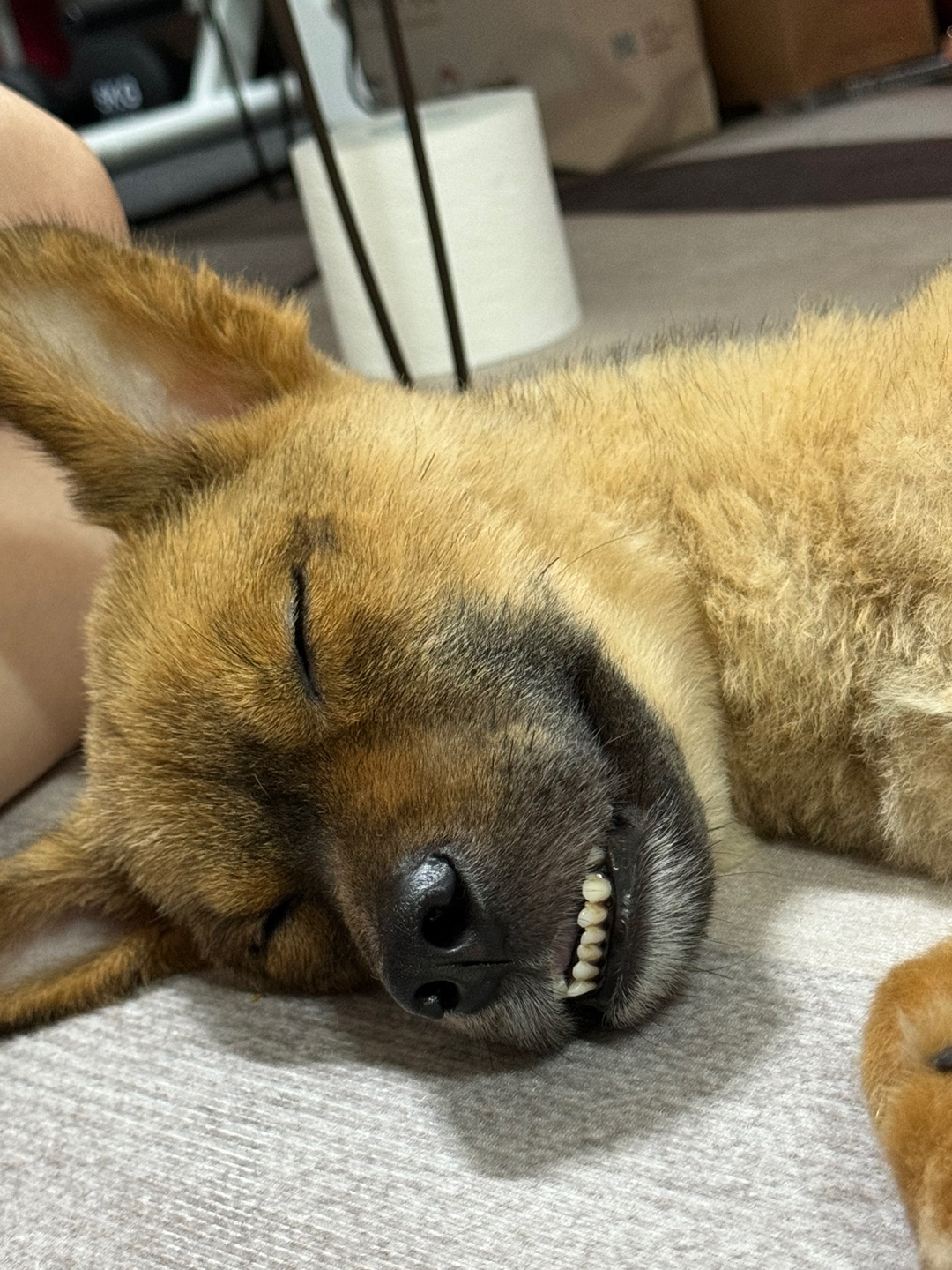 0389762833dac.jpg