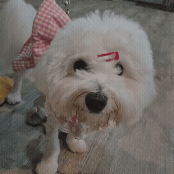 0427f19d26472.gif