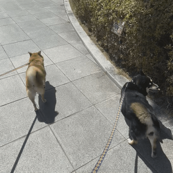 149b8b0b3676b.gif