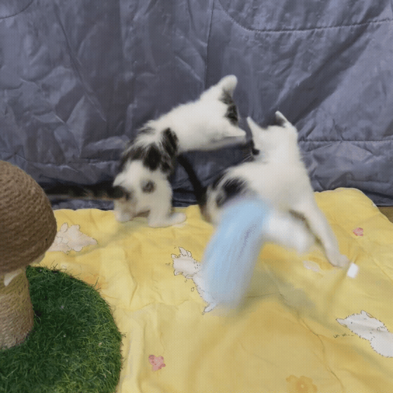 17c224eac305c.gif