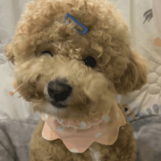 1a5f1cf397fa8.gif