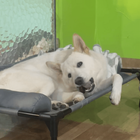 225f7d9eb68e9.gif