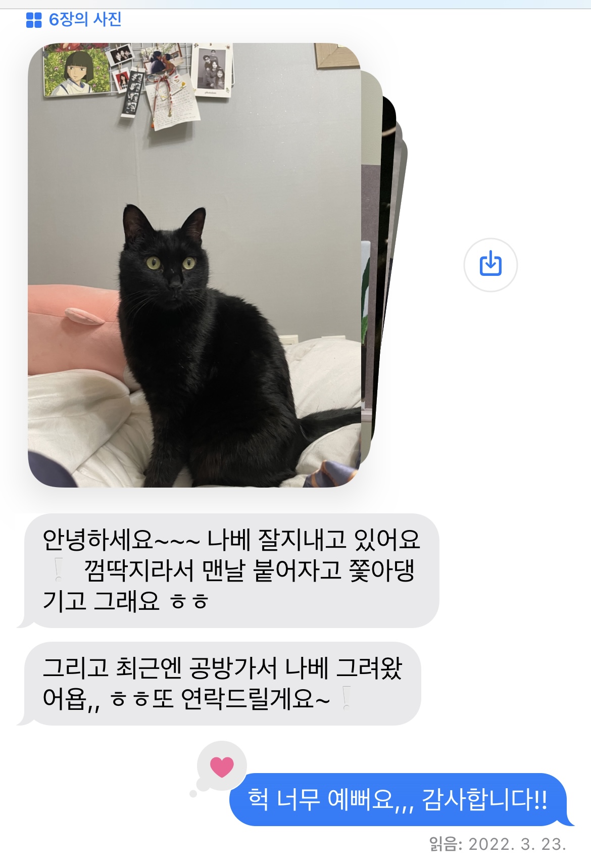 코리안숏헤어 '나베' 입양후기♥ : 강아지파양 고양이파양 유기견무료분양입양 아이조아요양보호소 코리안숏헤어 '나베' 입양후기♥ : 강아지파양 고양이파양 유기견무료분양입양 아이조아요양보호소