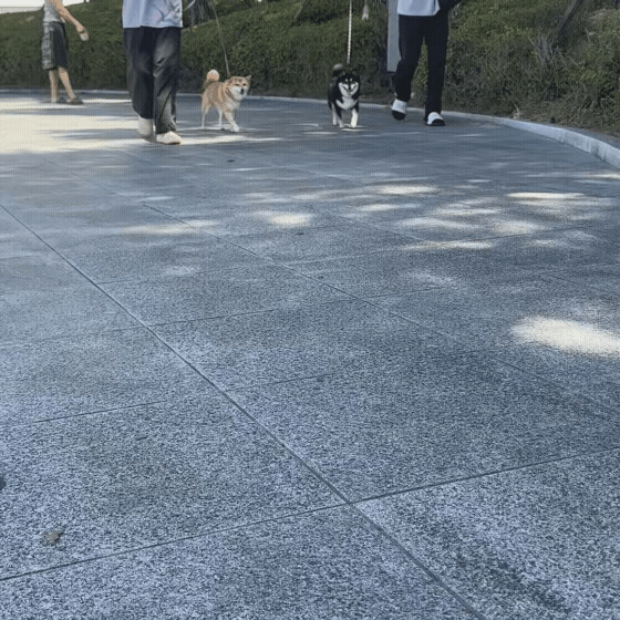 2f43e46ccaee8.gif