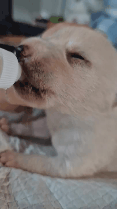 331ea77bf14b6.gif