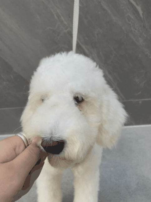 3650c6bec8850.gif
