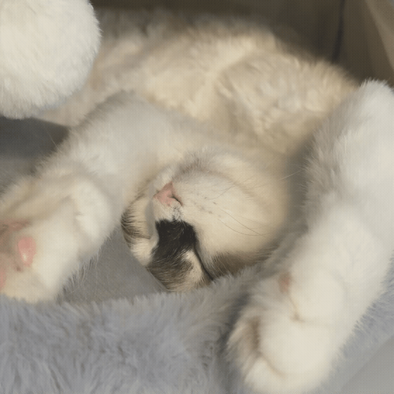 373f6028e4029.gif