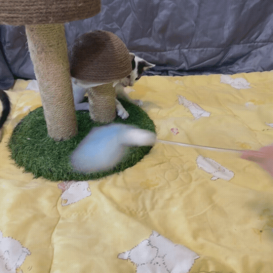 3d9bb256de111.gif