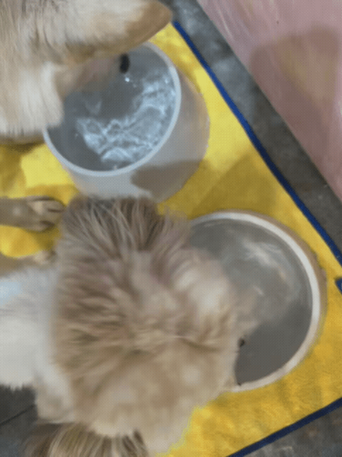 4349fad120ba1.gif