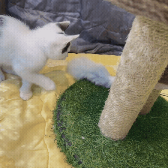 4523f4c3f7f57.gif