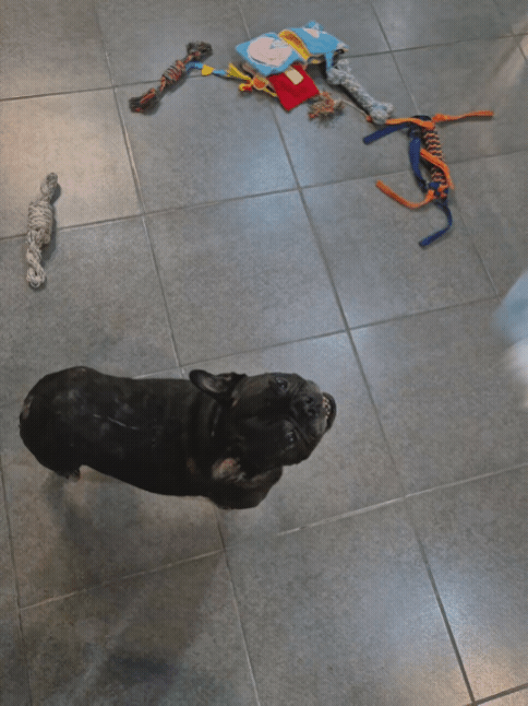 49c7ac1253a4a.gif