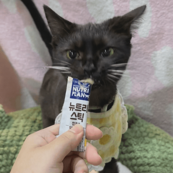 5ca69437dc89f.gif