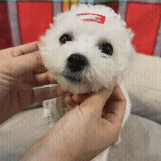 5f3dace5e6e30.gif