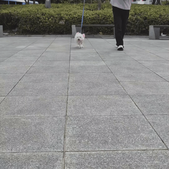 67bf746291876.gif