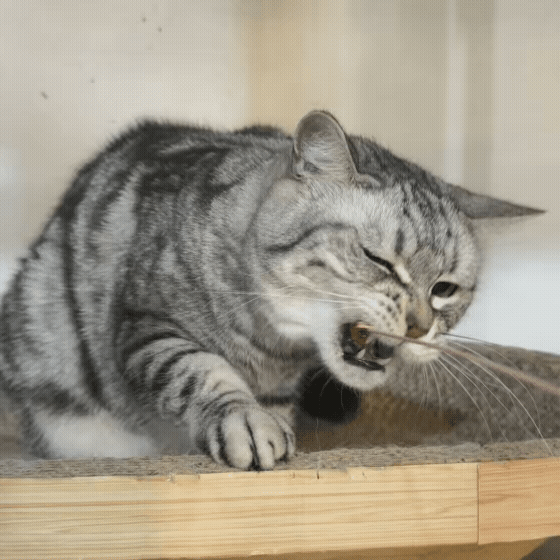 6f8b8408a5799.gif