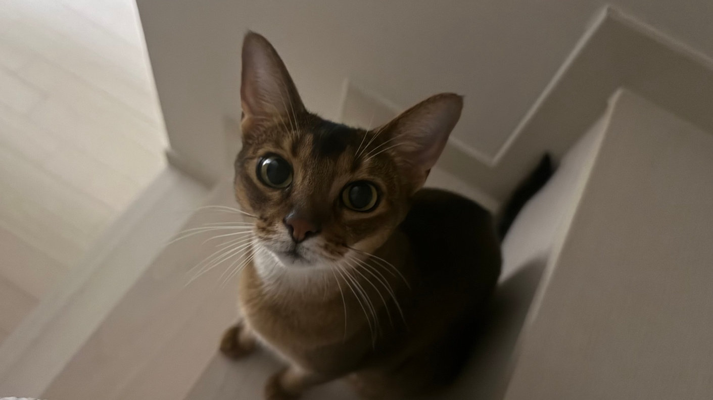 a2036029a47ce.jpg
