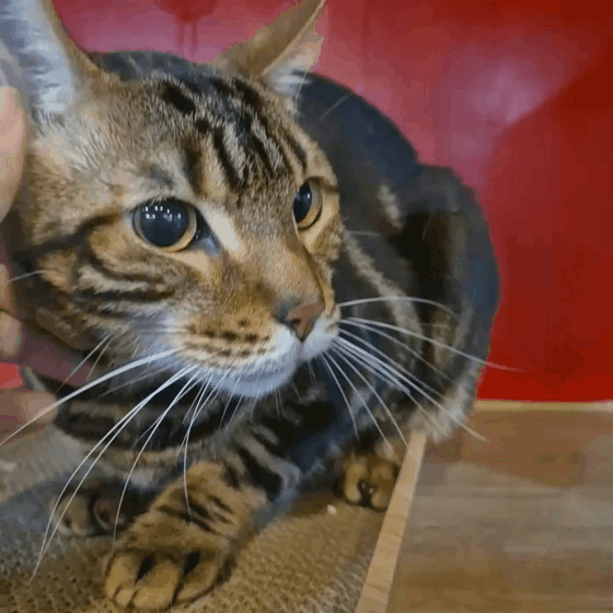 76230ad1d0300.gif