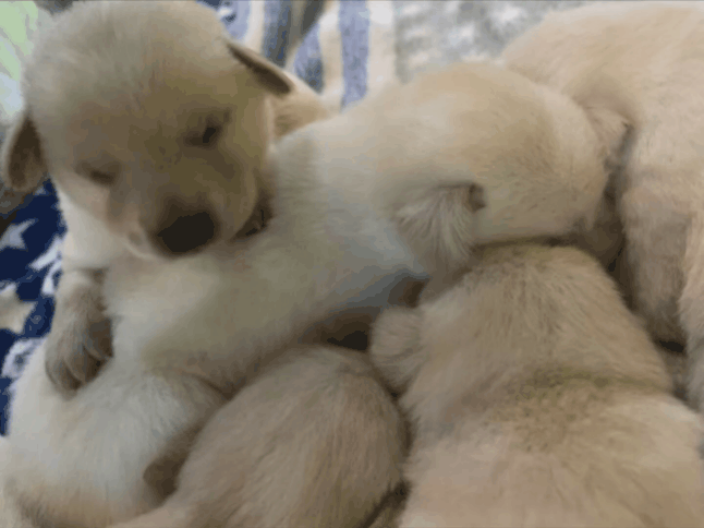 77448c0c100b8.gif